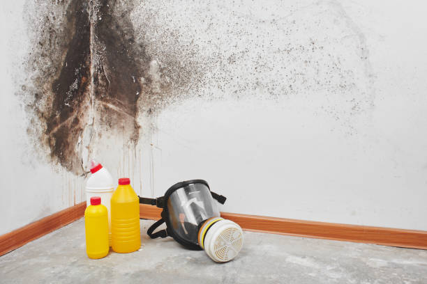 Best Post-Flood Mold Remediation in Apple Valley, OH