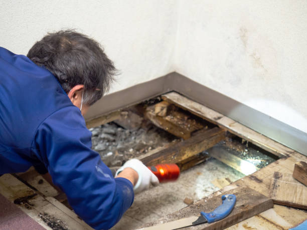 Best DIY Mold Remediation Support Services in Apple Valley, OH