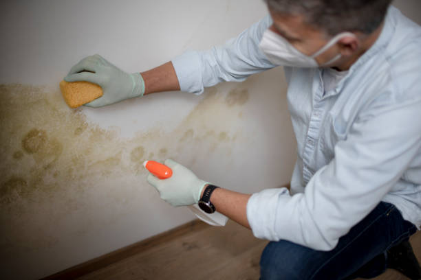 Best White Mold Remediation in Apple Valley, OH