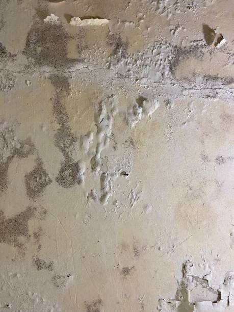 Best Crawl Space Mold Remediation in Apple Valley, OH