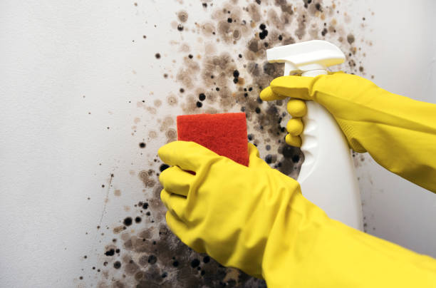 Best White Mold Remediation in Apple Valley, OH