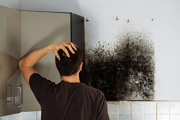 Best Emergency Mold Remediation in Apple Valley, OH